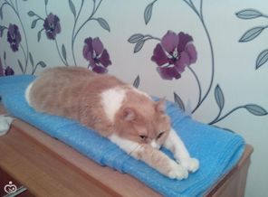 Тимоша