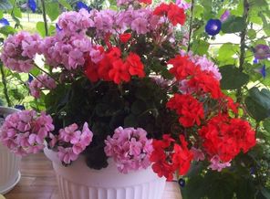IMG-20160731-WA0032