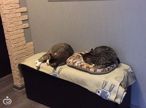 Котики мои))))🐱