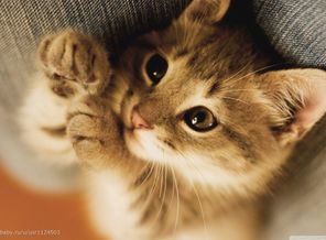 cute_lazy_kitten-wallpaper-1280x800
