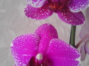 IMAG0810