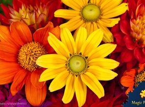 Magic Puzzles. 2015-27-16 00-27-08