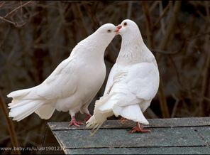 love-or-not-love