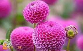 images (1)