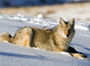 192272__coyote-wolf-lying-snow-winter_p