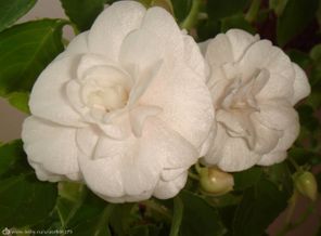White Gardenia