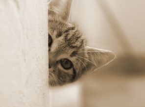S.Y._Curious Roy_YEdi