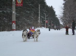 Катание на собачьих упряжках.