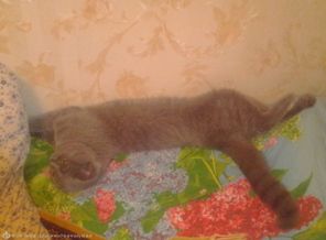 Спим
