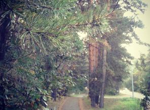 Знакомая дорога в краевую.
