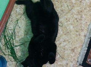 IMG-1443460591957-V