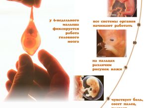 от зачатия до 17 недель эмбрионального срока)