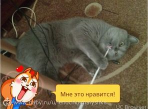 TMPDOODLE1439555006173