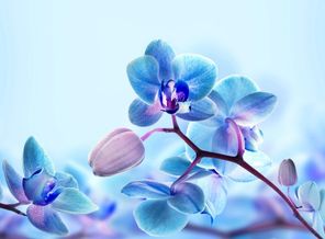 Derrick Brutel_Blue Flowers_ZEZhRmQ