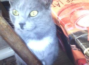 IMG-1482237864487-V