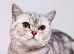 Photokore_Chic cat_akJlQw