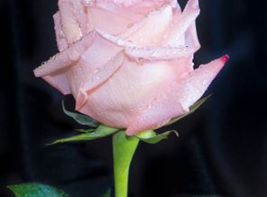 _DSC0061