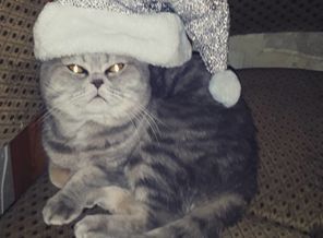 Наш кот Дёма!