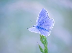 gwenole camus_Butterfly_YkFgQmo