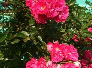 IMG-20150830-WA0010