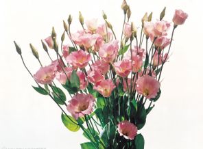 Photokore_Pink bouquet_akJlSA