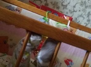 IMG-1486035915159-V