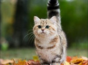 кот-осень-милота-песочница-514534