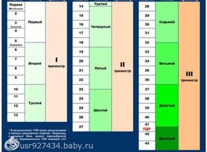месяцы беременности