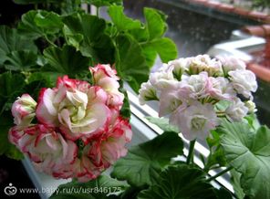 Appleblossom rosebud и априль снов