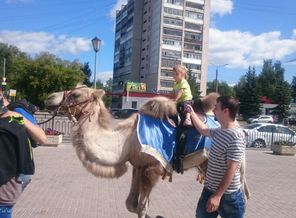 Верховая езда