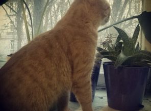 Моя котейка