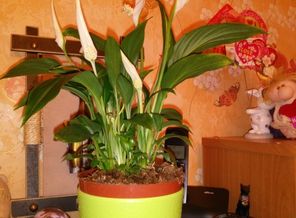 IMG_20160229_204342