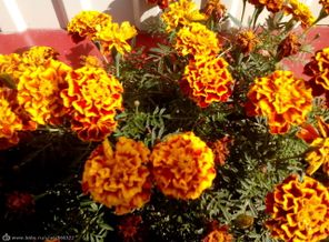 IMG_20150908_125051