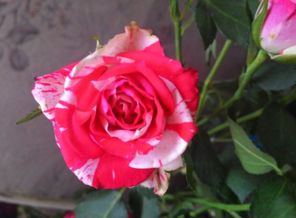 IMG_20160410_075618
