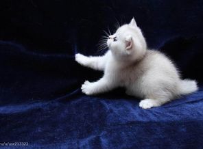 котик
