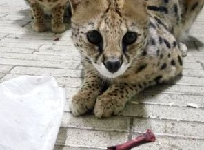 сервалы. рыси