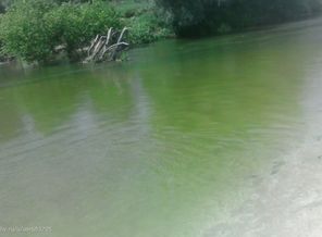 на речке около Борисоглебска. Вроде "коса"...