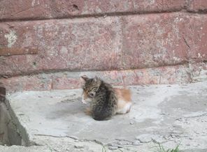 Котейки