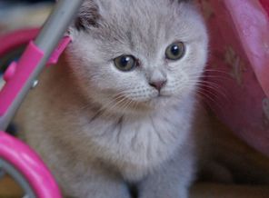 DSC0075156565