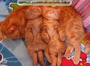 IMG_20151111_002635_44