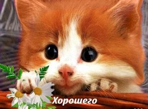 PeMOukCNtNs