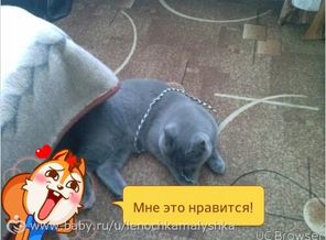 TMPDOODLE1439555055164