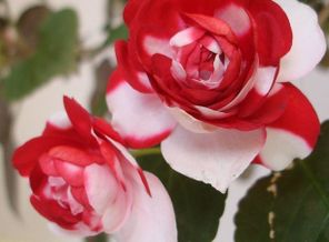 Impatiens Double Bicolor