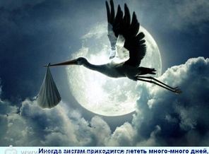 аист летящий к нам!!!