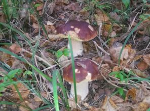 IMG-20150920-WA0004