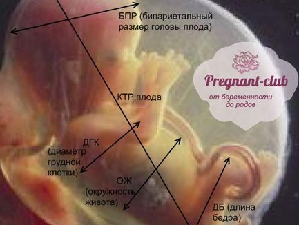 Онлайн калькулятор пола ребенка по китайскому календарю