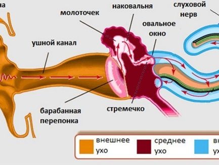 Звон и шум в ушах: причины, классификация, диагностика, лечение, профилактика