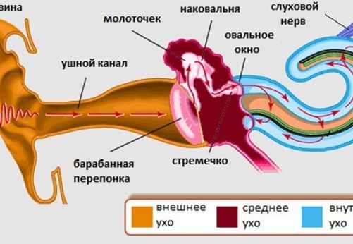 Щелчок при глотании – что это такое?