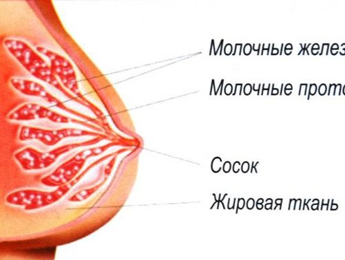 Как может меняться грудь во время беременности