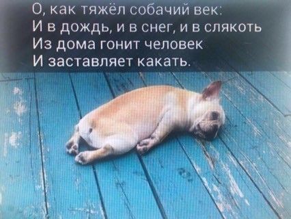 Тяжело быть собакой:)